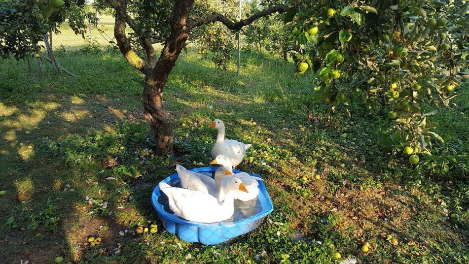 Bed And Breakfast - Die Aelplersuit Fuer Backpackers Im Berghuesli Linthal ภายนอก รูปภาพ